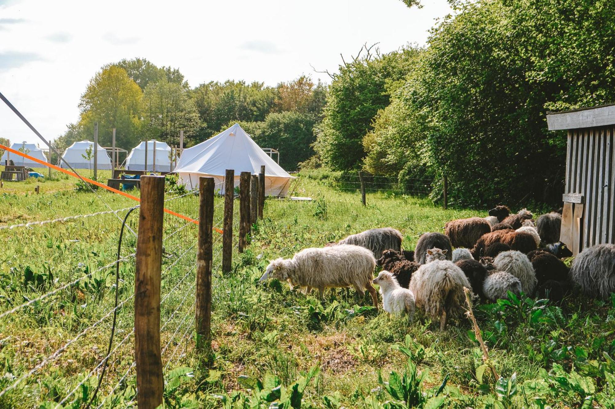 Отель Domo Camp - Nature Glamping Hof Viehbrook Rendswuhren Экстерьер фото